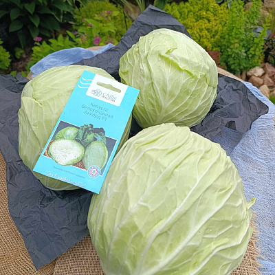 Капуста белокочанная Аккорд F1