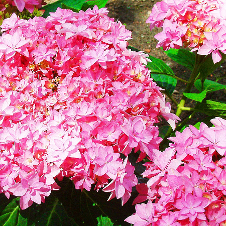 Фото Гортензия крупнолистная Романс