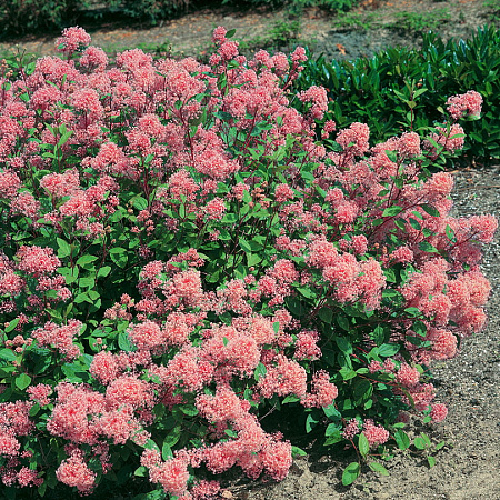 Фото Краснокоренник (цеанотус) бледный Мари Симон