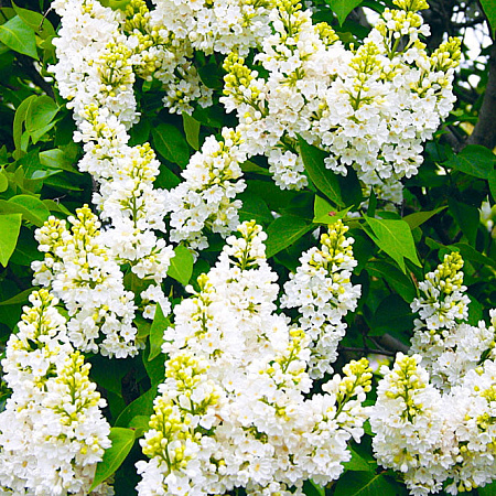 Фото Сирень обыкновенная Рочестер