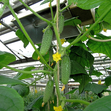 Фото Огурец Одетте F1