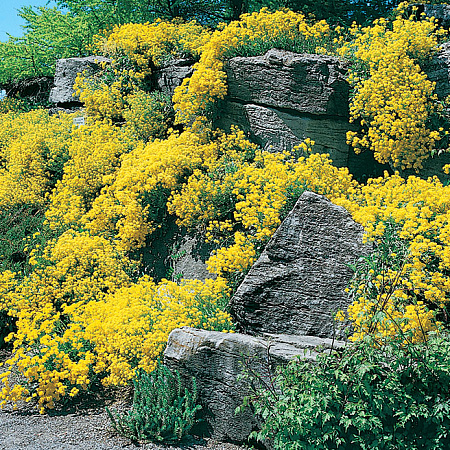 Фото Алиссум скальный