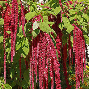 Амарант хвостатый Красный