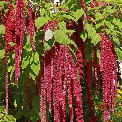 Амарант хвостатый Красный