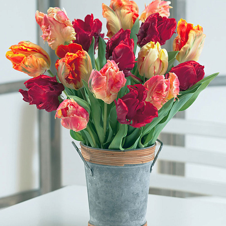 Фото Тюльпан Темпераментный набор