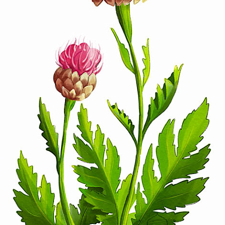 Фото Левзея сафлоровидная, маралий корень