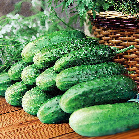 Фото Огурец Чибис F1