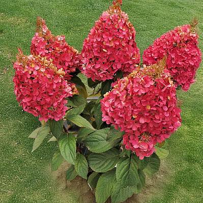 Фото Гортензия метельчатая Кендллайт