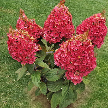 Фото Гортензия метельчатая Кендллайт