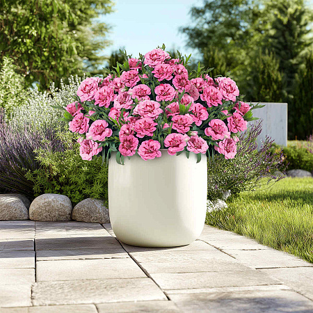 Фото Гвоздика Оскар Пинк энд Перпл