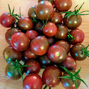 Помидор Сумерок