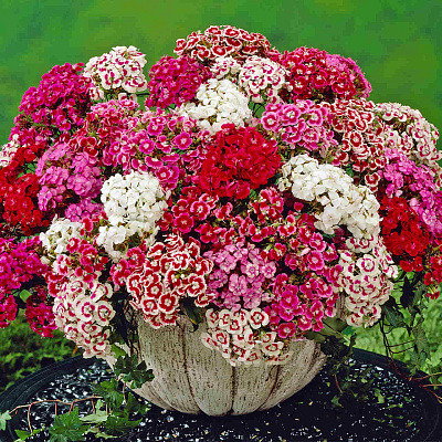 Гвоздика турецкая Сладкий микс