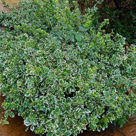 Фото Бересклет Эмеральд Гайети