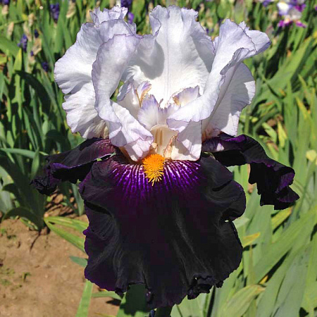 Фото Ирис бородатый Домино Нуар