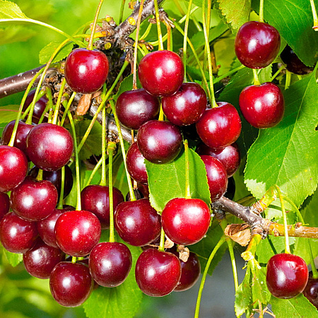 Фото Вишня кустарниковая Субботинская