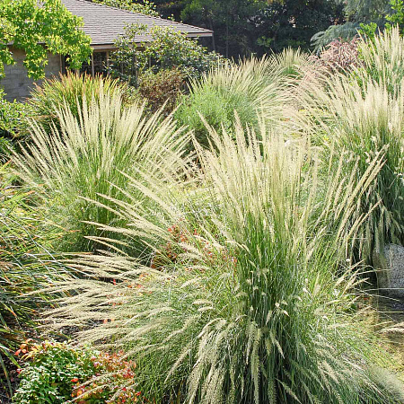 Фото Мюленбергия Линдхеймера