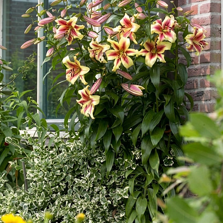 Фото Лилия ОТ-гибрид Лавон