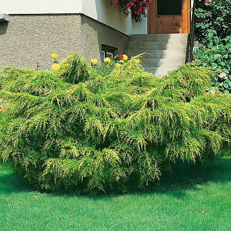 Фото Ива Шверина (улучшенная)