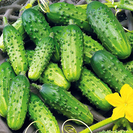Фото Огурец Астерикс F1