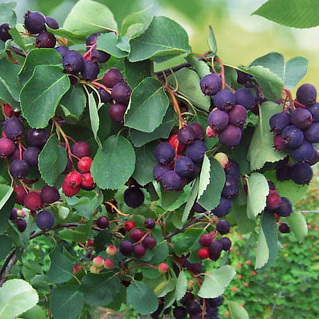 Фото Ирга Северный полюс