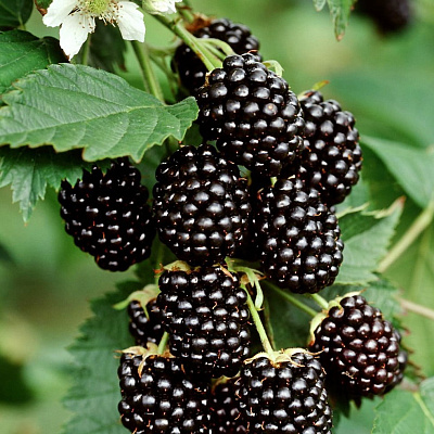 Ежевика Юхас