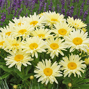 Нивяник наибольший Банана Крим