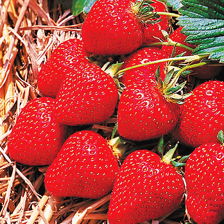 Фото Земляника садовая Эвис Делайт