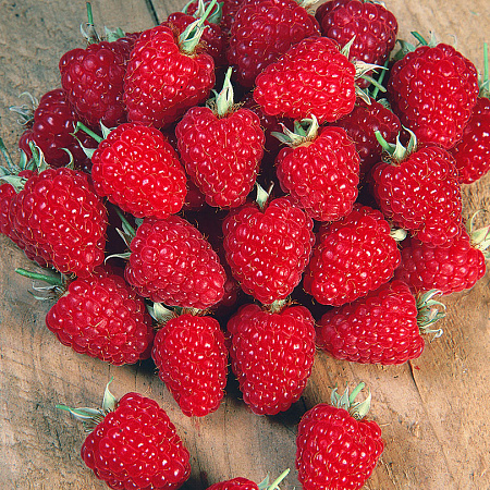 Фото Малина Вольница