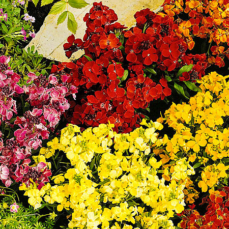 Фото Хейрантус Хоровод набор