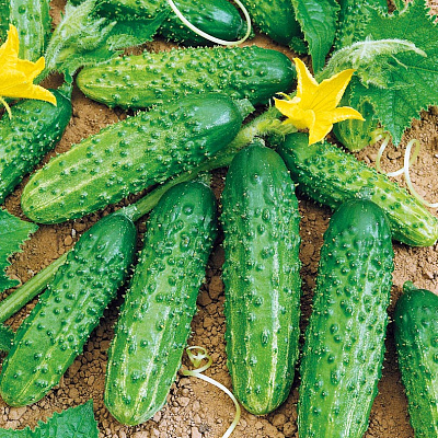 Огурец Дублёр F1