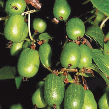 Фото Актинидия Находка (жен)