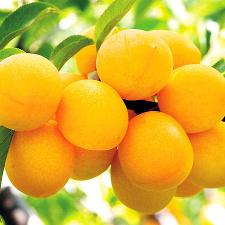 Фото Слива комплект №2:Степная синяя,Шатер,Подарок Санкт-петербургу