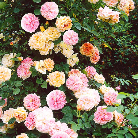 Фото Роза плетистая-рамблер Алхимик