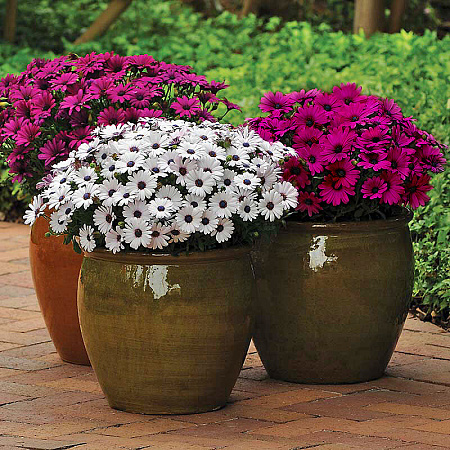 Фото Остеоспермум Акила Белый с глазком