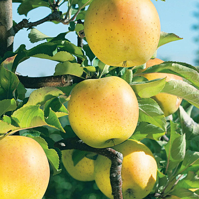 Яблоня Медок
