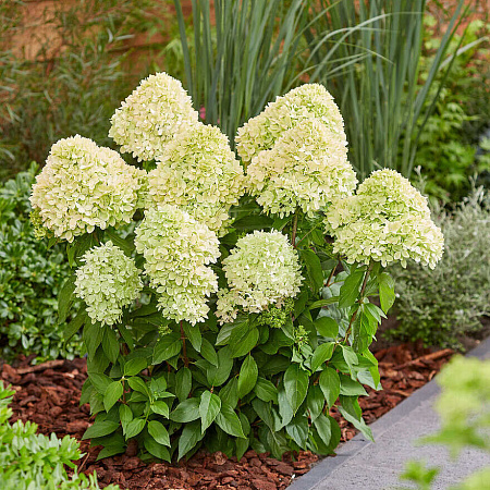 Фото Гортензия метельчатая Би Грин