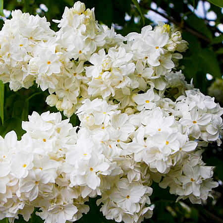 Фото Сирень обыкновенная Рочестер