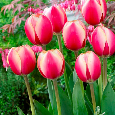 Тюльпан Дарвинов гибрид Рашн Принцесс