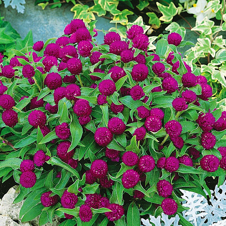 Фото Гомфрена Пурпурная