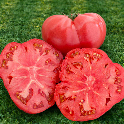 Помидор Могучан Степанова