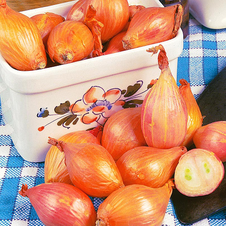 Фото Лук семейный (шалот) Монастырский