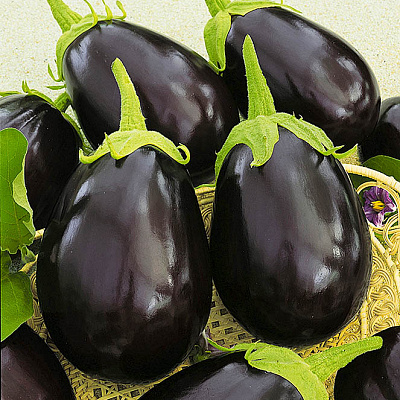 Баклажан Тиррения F1