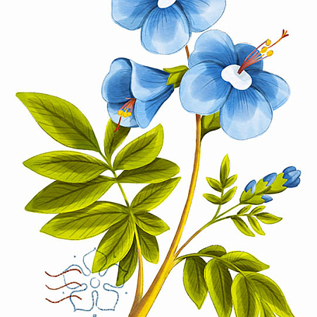 Фото Синюха голубая