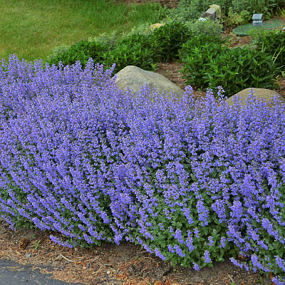 Котовник фассена Дропмор