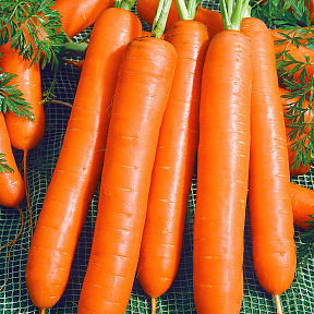 Морковь Элеганс F1 0,5гр