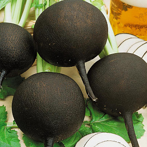 Редька Негритянка