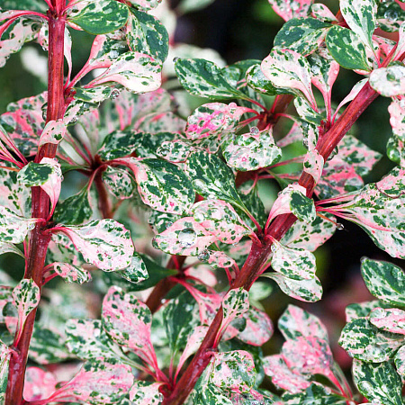 Фото Барбарис тунберга Наташа