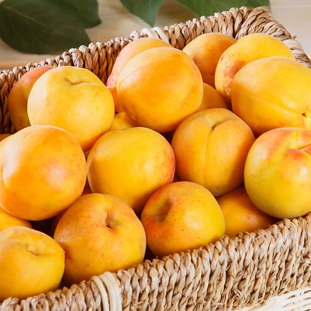 Фото Абрикос Первинка