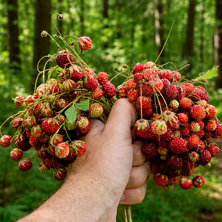 Фото Земляника мускатная