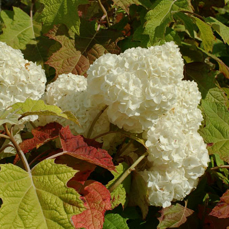 Фото Гортензия дуболистная Гармония